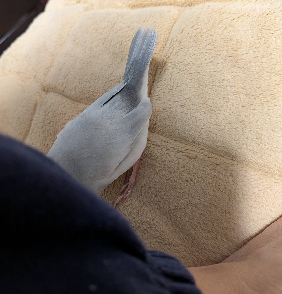 fly_bun_iteka's tweet photo. そこになにかあるのかしら https://t.co/hYJhBCp4q4