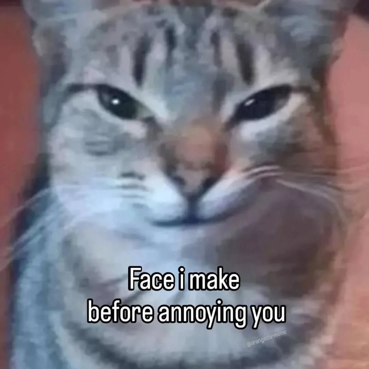 cat of souls tweet media