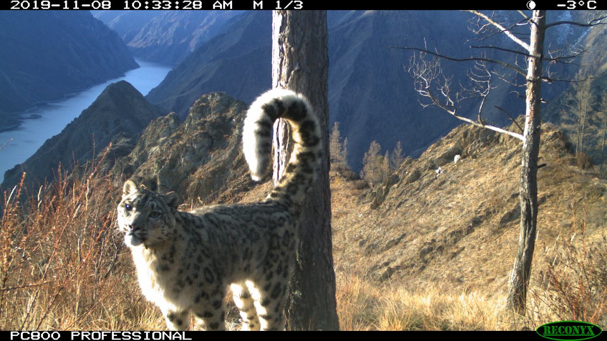 trailcam tweet media