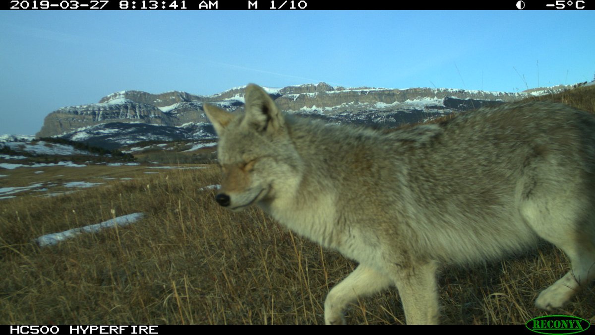 Trail_Cams's tweet photo. https://t.co/PThIB1rB2c