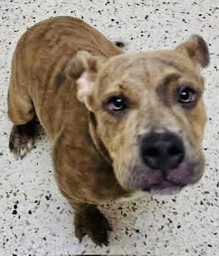 LacDonna's tweet photo. 🚨 MOO MOO IS OUT OF TIME 🚨
⏰ MUST LEAVE FRIDAY 7/24
💰 pledges can help!!

Please share, tag rescues, foster, adopt, pledge — MooMoo needs a hero NOW! ❤️🐾

They have 12 new intakes some are puppies at the shelter!! There is no room!!  And Yes, puppies will die, too. If there is no room.