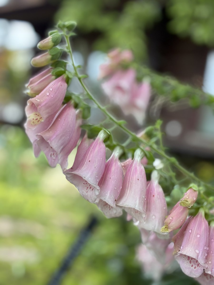 anemone🇯🇵 (@oRHYNkWVjZ26583) / Posts / X