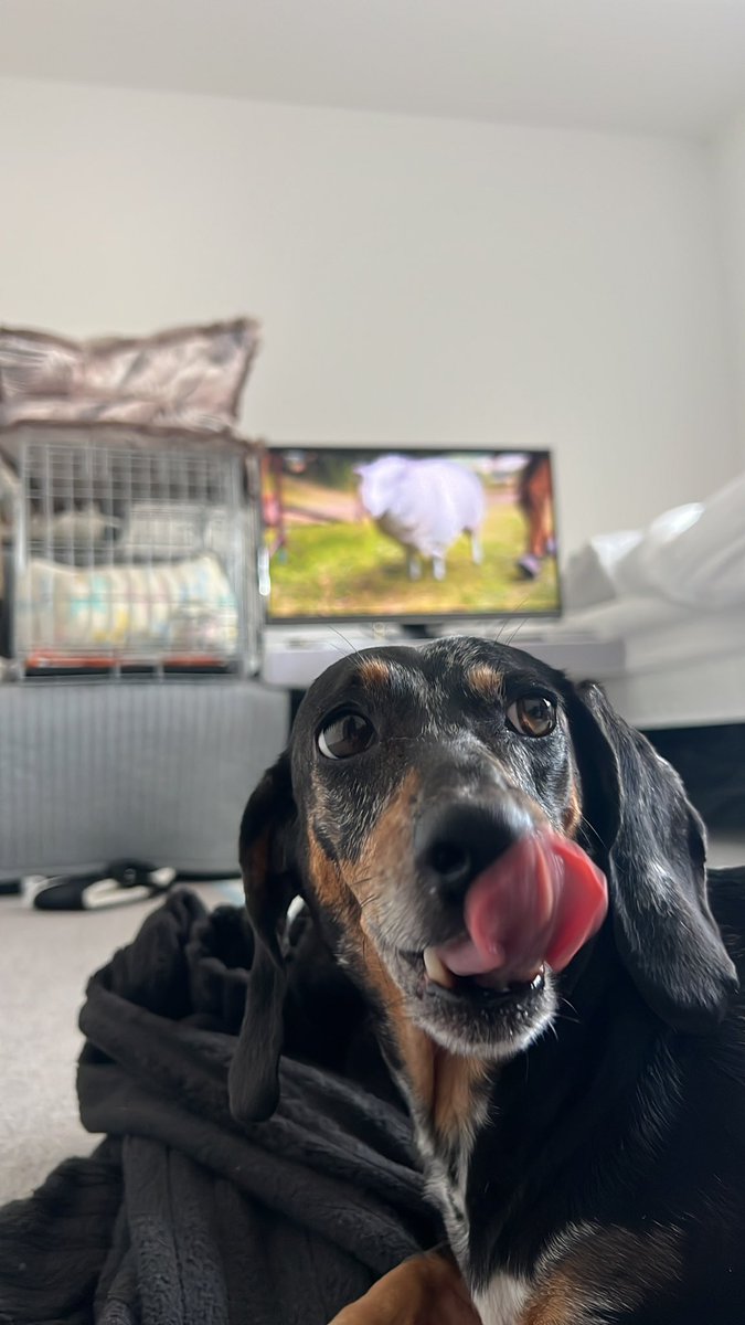 sianpetts's tweet photo. The dreaded IVDD got our girl but after 5 and a half weeks of rest and a spinal procedure we’re finally starting to see improvements 💖 https://t.co/ZQorUoDWNR