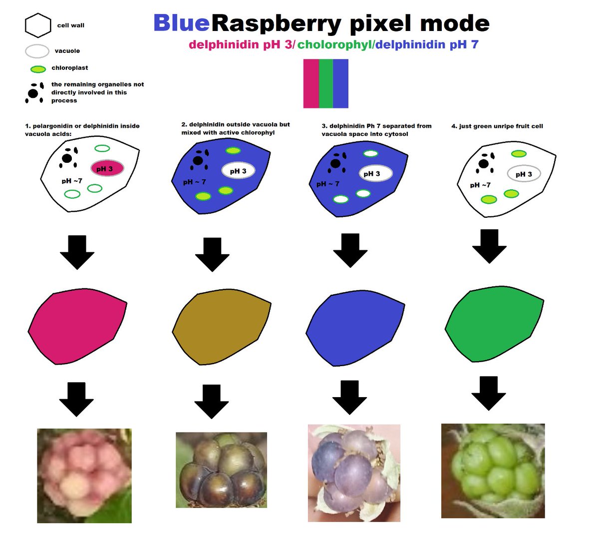 RegotekEth's tweet photo. to correctly explain the observable effects, one must understand the pH differences between the fruit cell vacuole and the cytoplasm pH, and take into account the location of delphinidin inside the cell

#blueraspberry https://t.co/DIZe3xoWXK