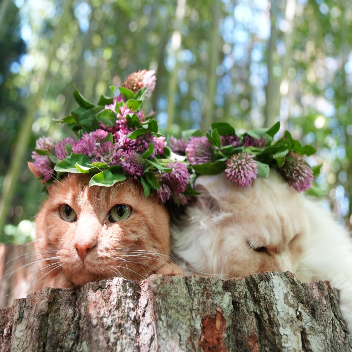のせ猫