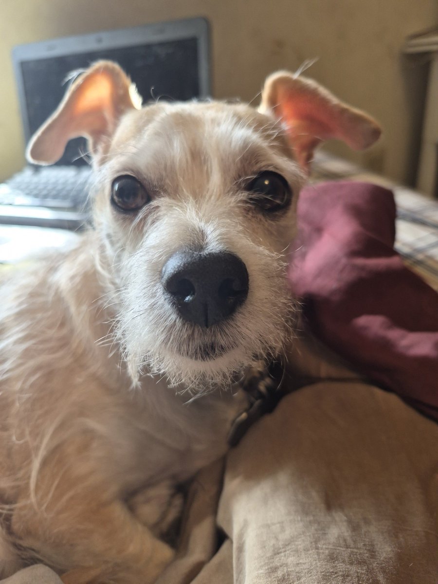 wifekiryu's tweet photo. hi guys my hysterectomy is set for sept 24th and i have another procedure august 31st + a lot of pre and post op apts. my dog also needs to see the vet for some yearly shots. if anyone can help id be very appreciative. + dog tax 
pp - hghars@aol.com
cashapp &amp; venmo - foxdies https://t.co/MGwzsJO7Wh