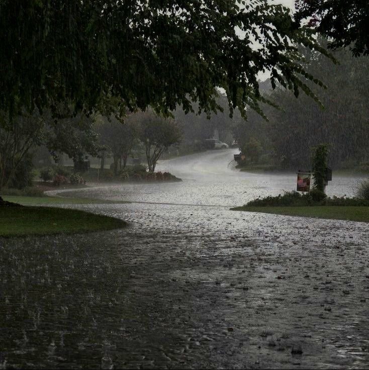 ____flowers__'s tweet photo. smell of rain https://t.co/RsHLEvnLxK