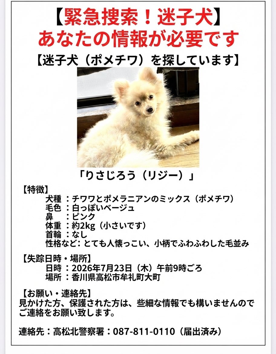 saxjojo's tweet photo. リジー(りさじろう)🐶がいないです。拡散協力お願いします。迷い犬捜索。
#迷い犬探してます #迷い犬 #ぽめちわ #ちわぽめ https://t.co/6SDP6lZrRg