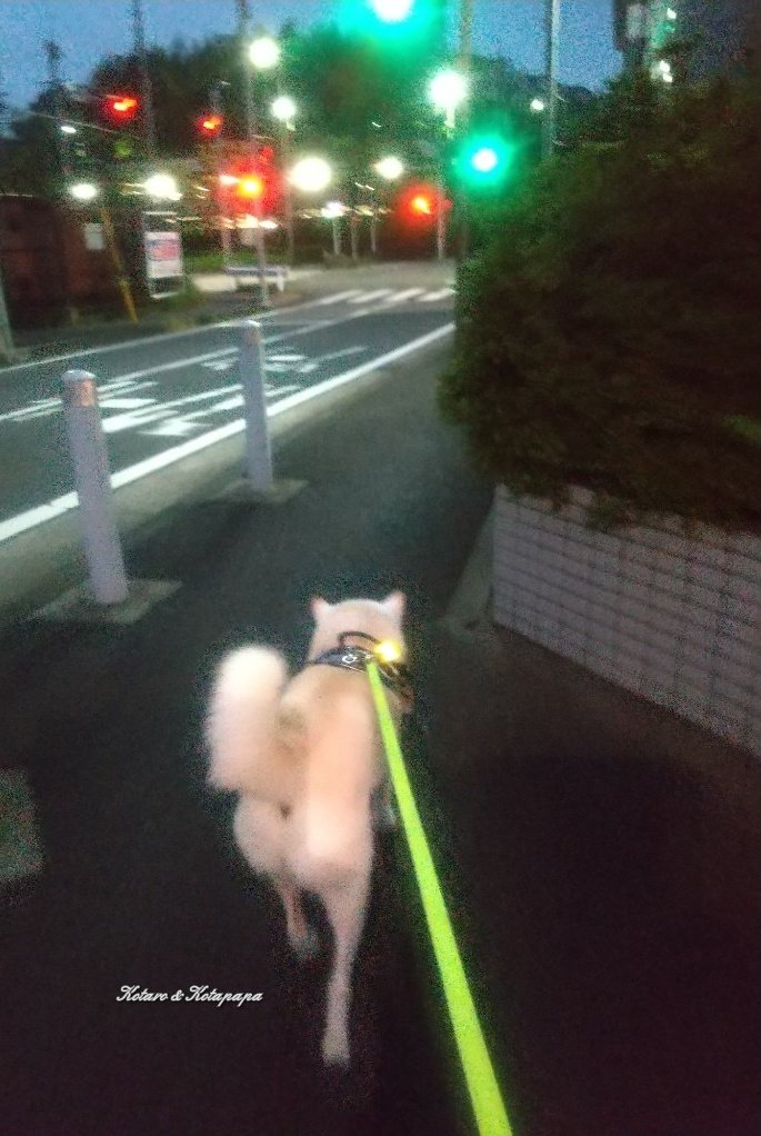 柴犬KOTARO&パパ tweet media