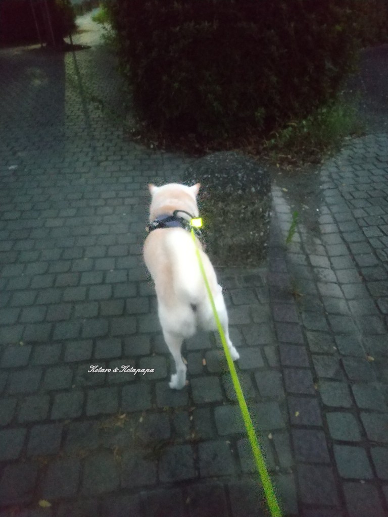 柴犬KOTARO&パパ tweet media