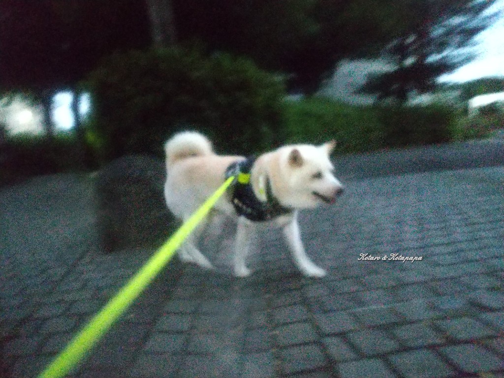 柴犬KOTARO&パパ tweet media