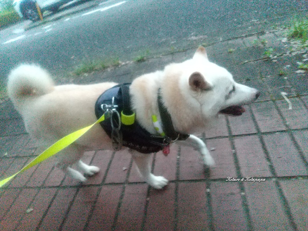柴犬KOTARO&パパ tweet media