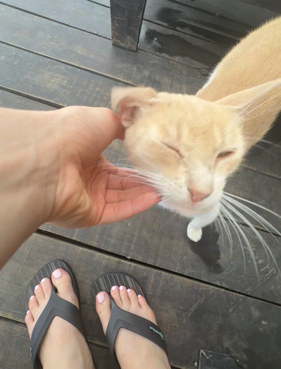 doli_bby's tweet photo. Gato piscina y pies 😻 https://t.co/VpukWV79FG