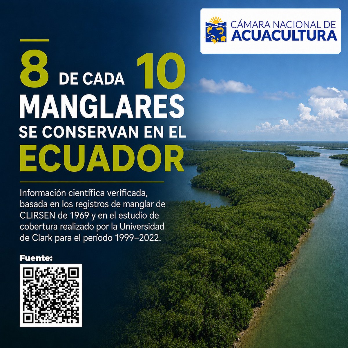 cnaecuador's tweet photo. ¿Sabías que 8 de cada 10 manglares se conservan en Ecuador? 🌿

Los manglares son mucho más que un ecosistema costero: protegen la biodiversidad, resguardan a las comunidades, capturan carbono y fortalecen la resiliencia de nuestras costas.

Los primeros registros técnicos estimaron que Ecuador contaba con aproximadamente 203,000 hectáreas de manglar (CLIRSEN, 1969). Más recientemente, un análisis satelital desarrollado por la Universidad de Clark (Estados Unidos) evidenció que la cobertura de manglar en la franja costera ecuatoriana creció de aproximadamente 148,100 hectáreas en 1999 a más de 151,100 hectáreas en 2022, lo que representa un incremento de más de 3038 hectáreas.

Estos resultados reflejan la importancia de continuar impulsando acciones de conservación y manejo responsable que permitan proteger este valioso patrimonio natural para las futuras generaciones.

#Manglares #Ecuador #Conservación #Biodiversidad