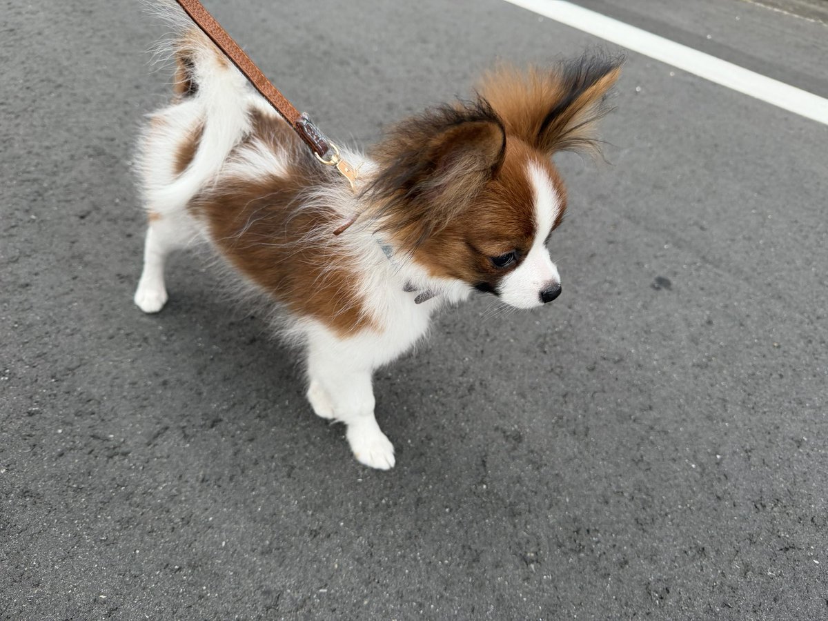 NB_Silver44's tweet photo. 日課散歩
5時起きが普通に出来る方は化け物だと思います
＃犬　＃散歩 https://t.co/FvjLzAxxya