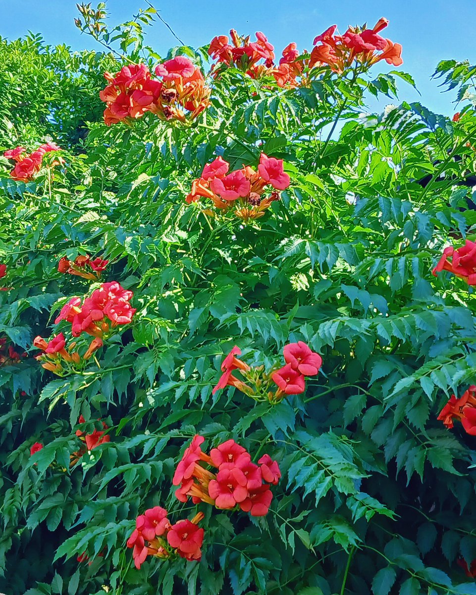 DKMharan's tweet photo. 皆さまおはようございます♪ https://t.co/hHtWt5oxAL