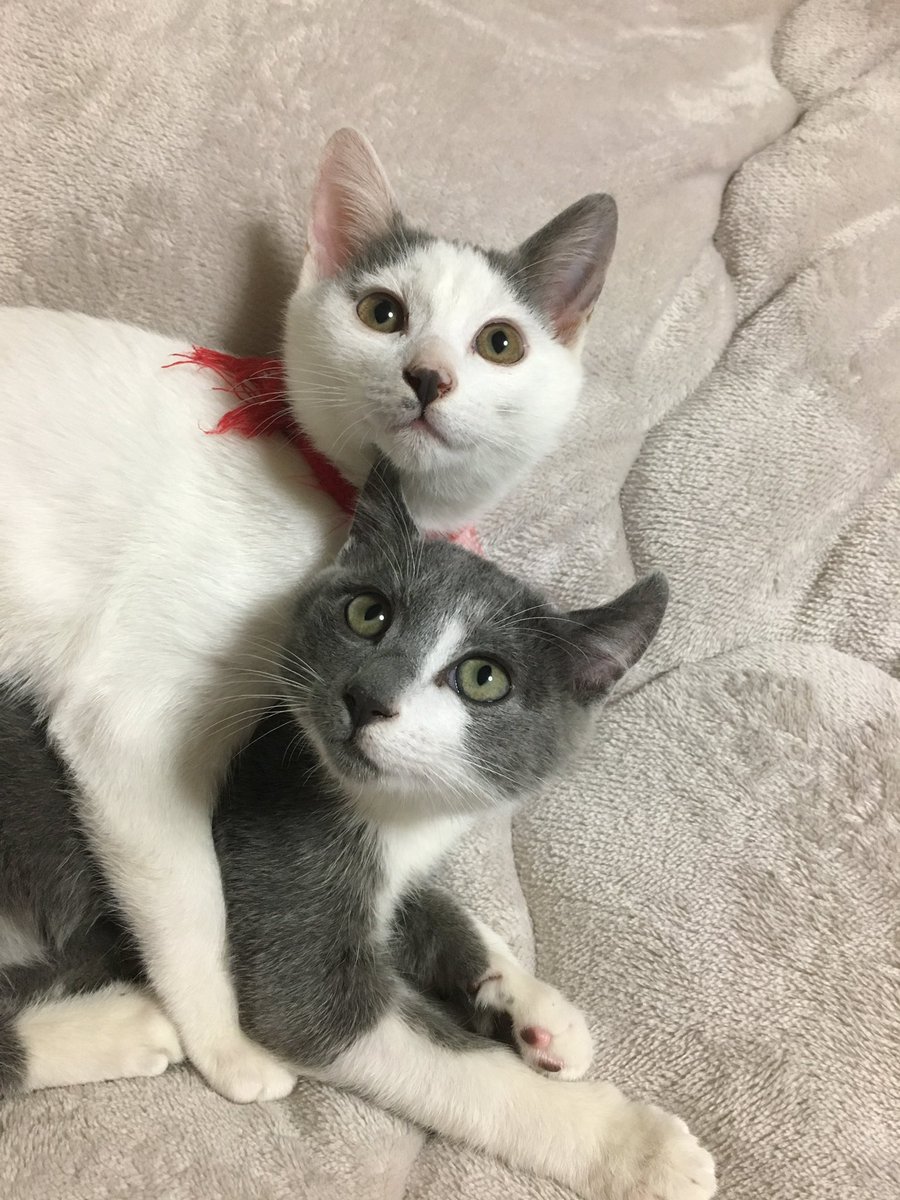 OT7PCyURTN3QzDr's tweet photo. #ハチワレ猫 🐈‍⬛『ぐれ』
×
#卒業アルバムの日
🗓️7月24日

🐈‍⬛「【な(7)つ(2)かし(4)い
懐かしい」】日ニャ🐾

僕の幼い頃の
思い出の写真ニャ💓

天国支部の兄弟の『しろ』
と貴重な一枚ニャ🐾

みんニャも懐かしい
写真がたくさんあるよね✨

いつか📮で見せてくれる日を
楽しみしてるニャ🐾🌸」 https://t.co/2zsvRgurWt