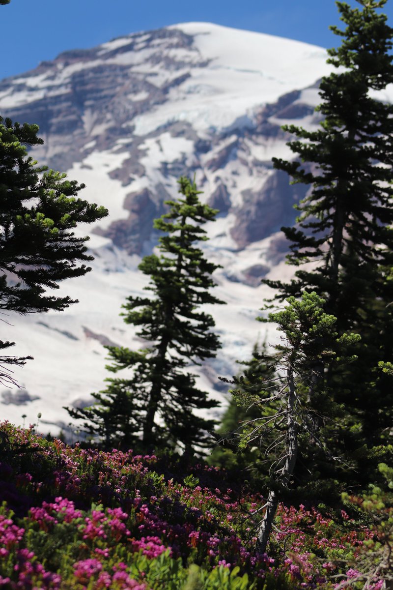 Kev1nLuo's tweet photo. I hiked #MountRainier #PNW @visitmtrainier @MountRainierNPS #photography https://t.co/qN9ZL8shC0