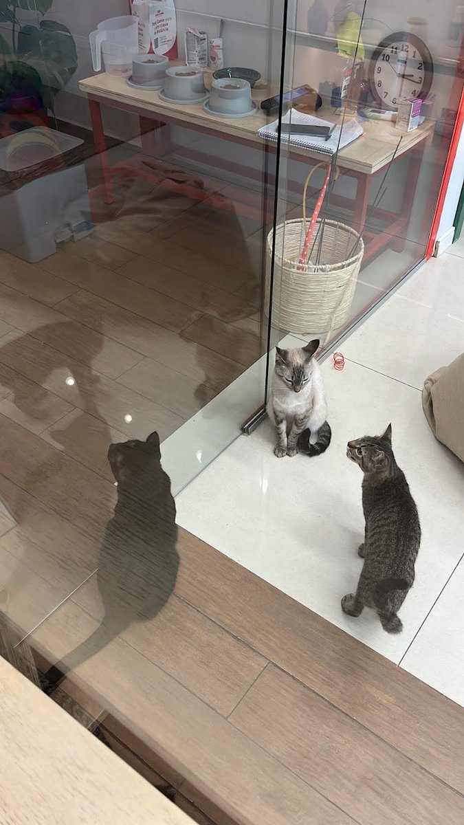 fleursgoogie's tweet photo. ❗️dica 05: lugares para visitar em sp em outubro❗️

armys, próximo a região da paulista tem um cat café muito fofinho chamado gato pingado cat café, tem também na região de pinheiros!! o lugar é muito agradável e a comidinha tava bem gostosa. 

se vocês gostam de gatinhos, vale a pena ir! 
eles aceitam vr e na época que eu fui para olhar e interagir com os gatinhos você pagava um adicional de 15,00. (você pode adotar eles também)