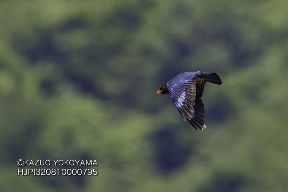 kanifilm's tweet photo. #ブッポウソウ
#仏法僧
#Eurystomus orientalis
RDB絶滅危惧IB類 (EN) https://t.co/eYlqTno7q5