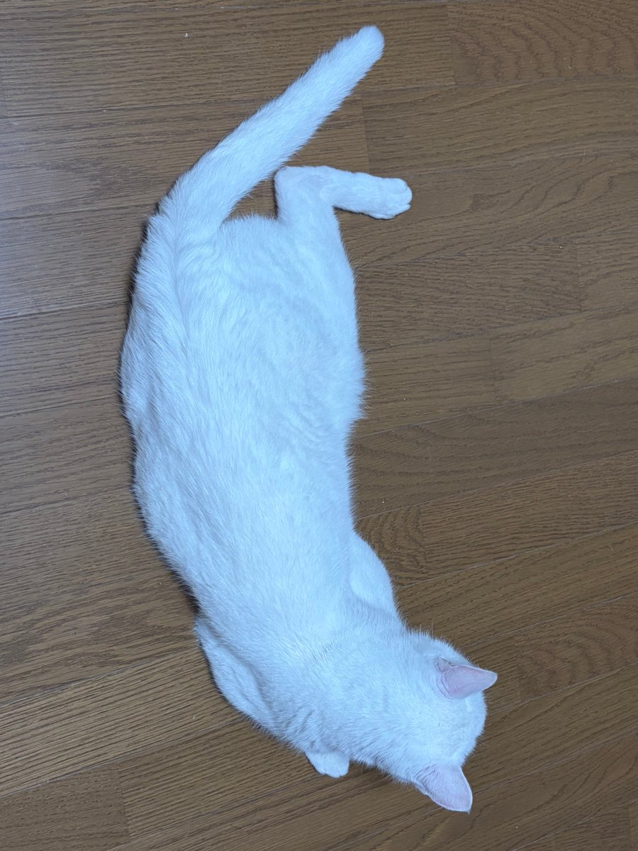 chatora_white's tweet photo. 朝ごはんを待っています。 https://t.co/TklfY1gvbH