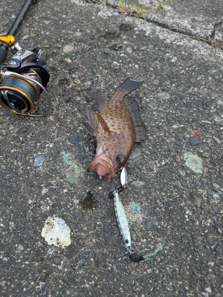 smko321's tweet photo. あんなにいたカマスの群れはいなくなりかわりにサバの群れへと入れ替わっていました。😮‍💨 https://t.co/AMnMJUIytD