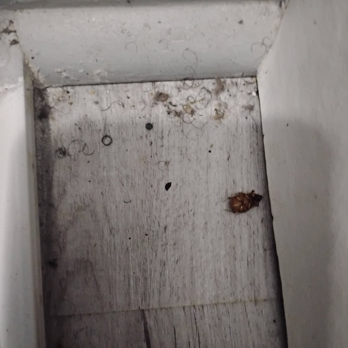 JerrellLot5661's tweet photo. The bugs dust mold just nasty ass slumlords https://t.co/Wlw3fZKu67