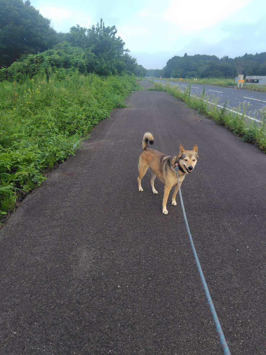 MachoDack's tweet photo. 暑くなる前に早朝散歩
犬たちは元気 https://t.co/rXLQAXDbXx