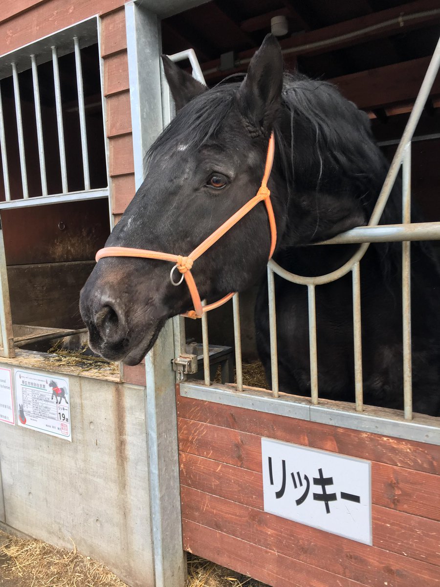 yamakatsulily's tweet photo. リッキーが去り
キングが亡くなり
ミルキーも亡くなった

帯広単独開催になった後のPRホースのお仕事で大活躍の3頭がいなくなってしまった
ひとつの時代が終わってしまったけど、その頃子供だった子が、フクやハクに会いに来てくれてたら嬉しいな…

#ばんえい競馬 https://t.co/A2havBsDwd