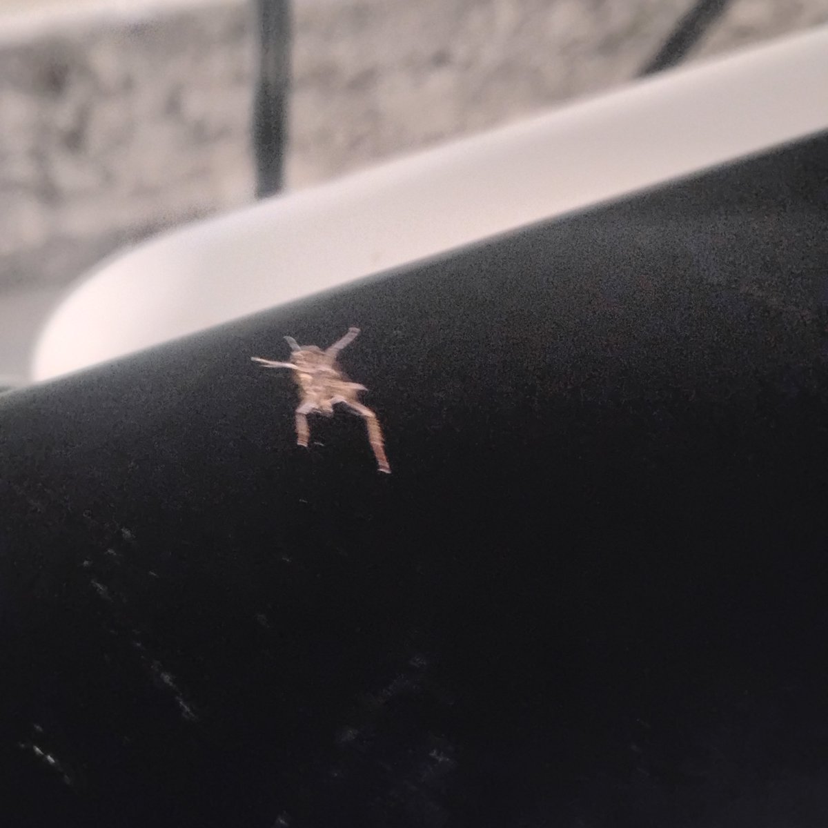 JerrellLot5661's tweet photo. I don't need peoples to feel sorry me but these folks right here paladino development group are the worst slum lords ever they have ass spray shyt does not work owners are very rude and disrespectful when you addressed the problems then they will get butt in catch attitude https://t.co/AEkiqumyuh