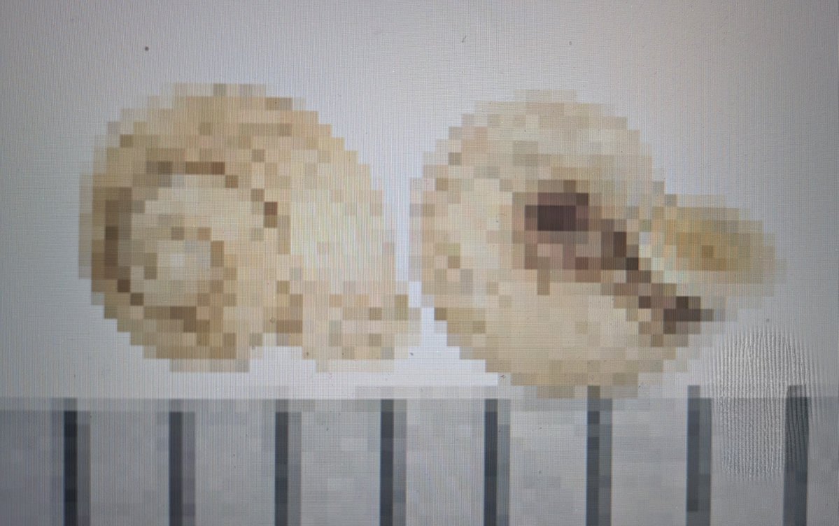 chamalycaeus's tweet photo. 今週末も、ムシオイガイ類（Dicharax)を探しに行きます。
長年憧れていた種なので、楽しみです。 https://t.co/UHf7R2k8jq