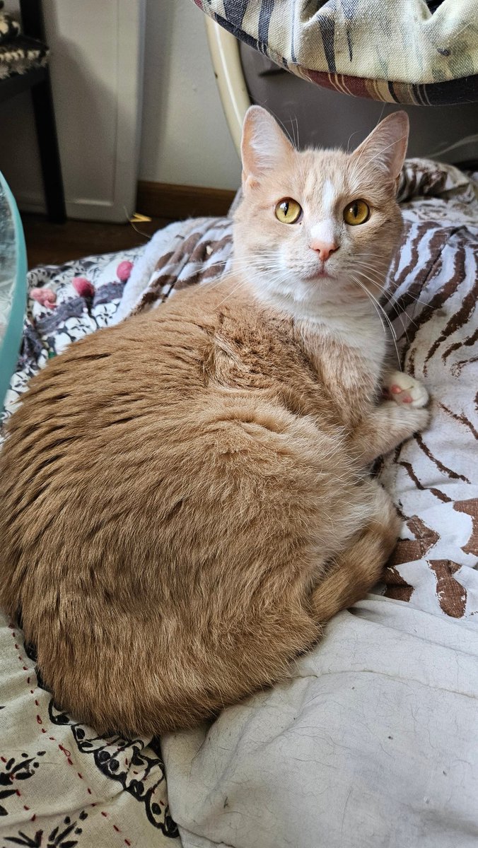 itskatsheet's tweet photo. Hey guys. I found quite a bit of blood in the litter box today. I'm fairly sure it's Tabaxi. I scheduled a vet visit for tomorrow as this is fairly serious. If anyone is willing to help pay for this sudden expense I'd be incredibly grateful.
https://t.co/HlBnDy1dIy
$cherryphobic https://t.co/LqVG87JiCJ