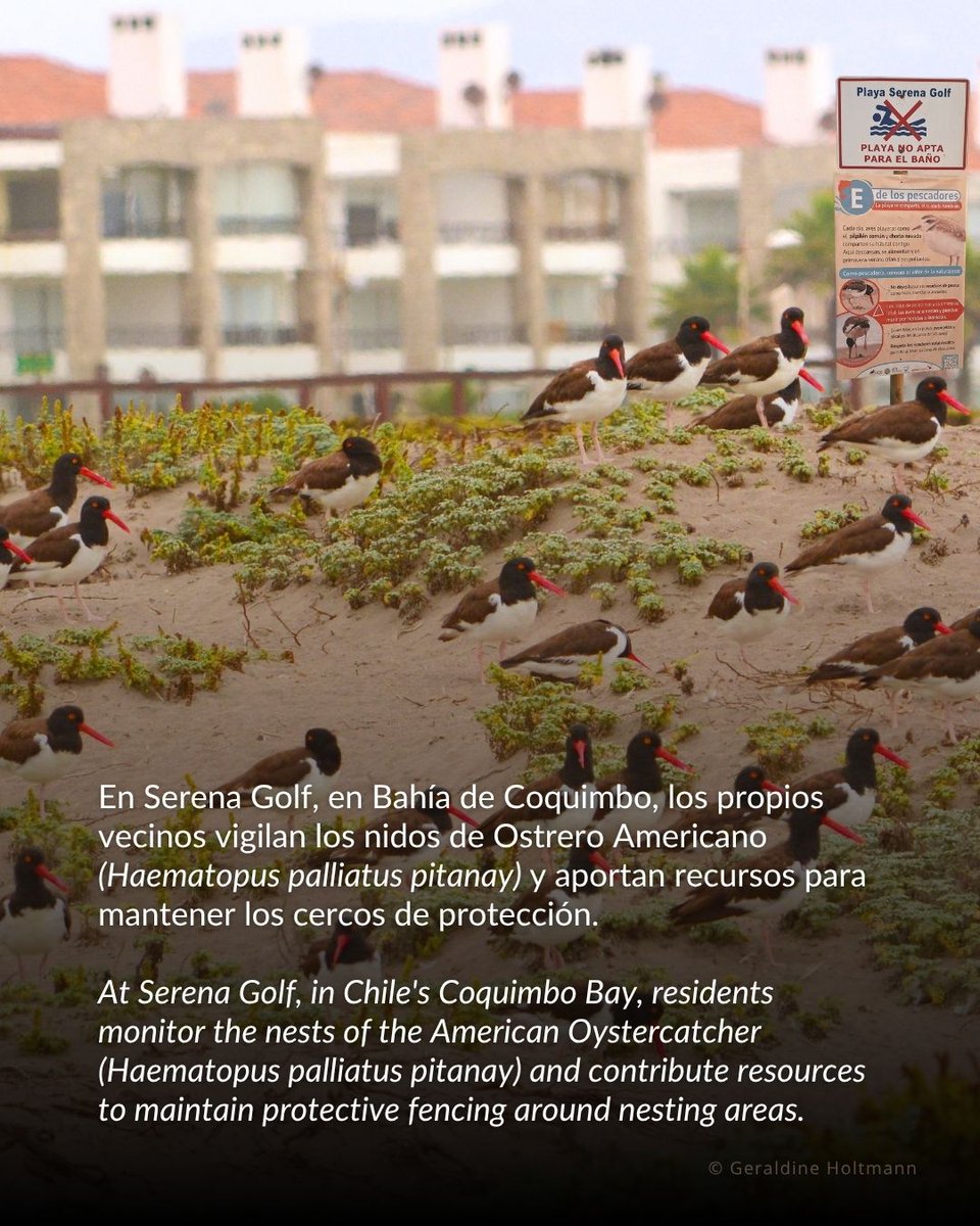 WHSRN's tweet photo. Read the full publication here: https://t.co/pvsYv2vSwQ

Lee la publicación completa aquí: https://t.co/SfgLQs8bvE https://t.co/S2GNHZMc7L