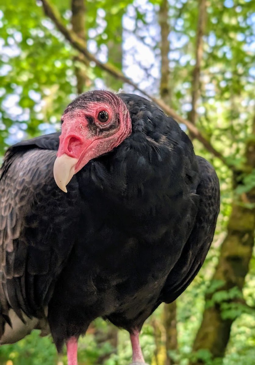 VulturePoster's tweet photo. Despite the stereotypes, most vultures are actually quite timid and skittish https://t.co/Enwu6OSPxv