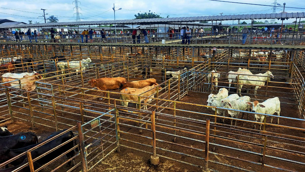 AgrocalidadZ4's tweet photo. #SantoDomingo | 🐄 Realizamos inspecciones clínicas a bovinos que ingresaron a la feria comercial de @SdAsogan ; verificando su estado sanitario para proteger la sanidad animal y preservar el estatus zoosanitario del país en el Km 7, vía a Quinindé.

#PrevenciónSanitaria https://t.co/hdSywnhBMq