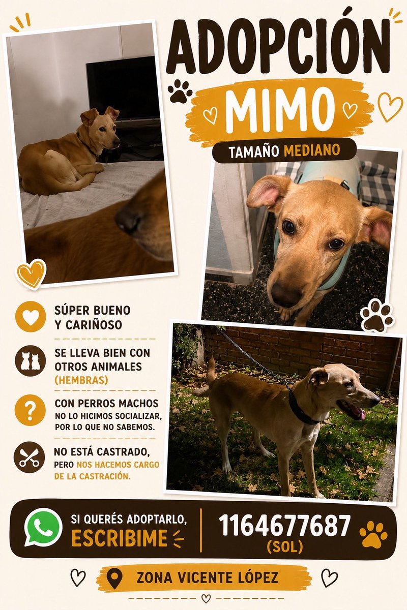 lagarzasosa_'s tweet photo. DIFUNDO! 
Mimo, aprox 2 años
todavía no está castrado, lo castramos el 10/08
Tiene todas las vacunas, se lleva bien con otros animales
1164677687 msolramirezz@gmail.com
Está en Vicente López
RT por favor https://t.co/kuDp1P9k2T
