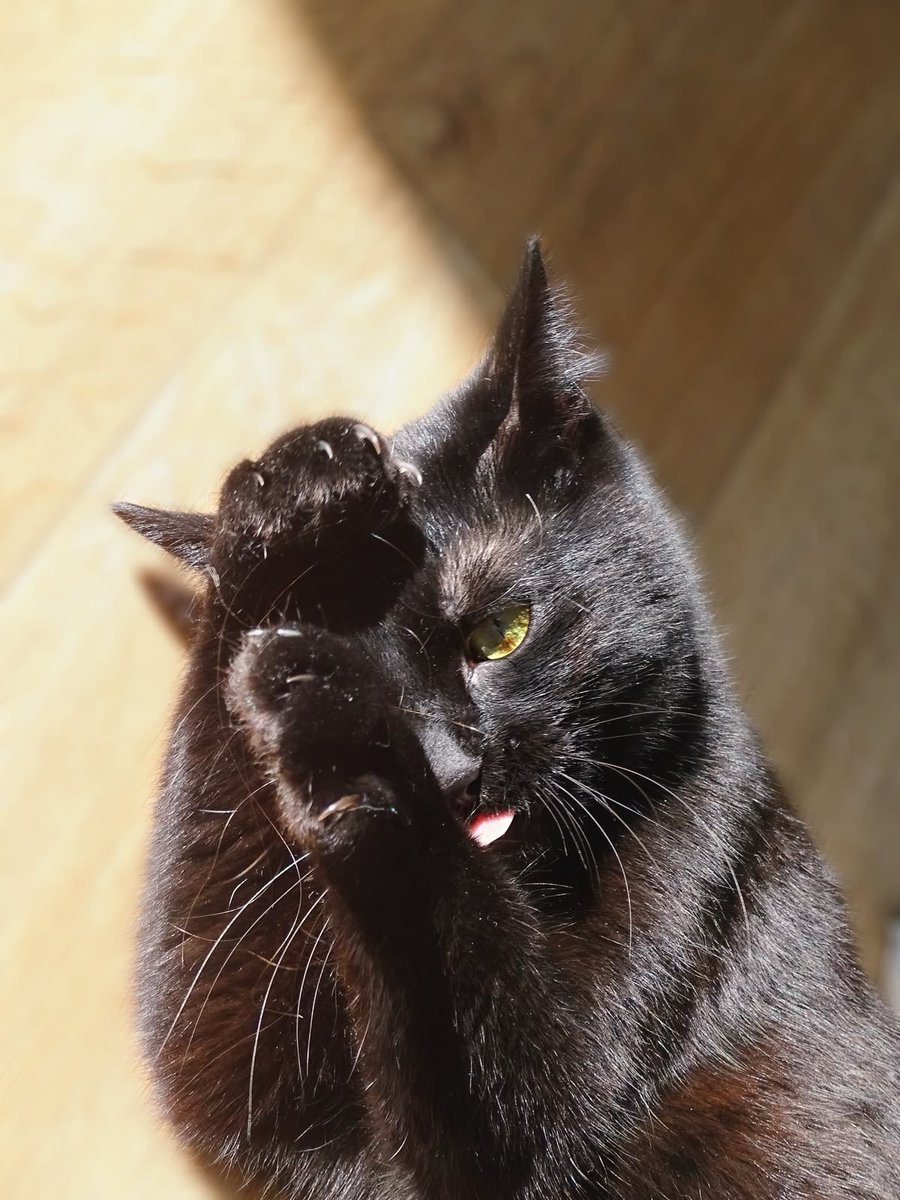 Black cats are not bad luck tweet media