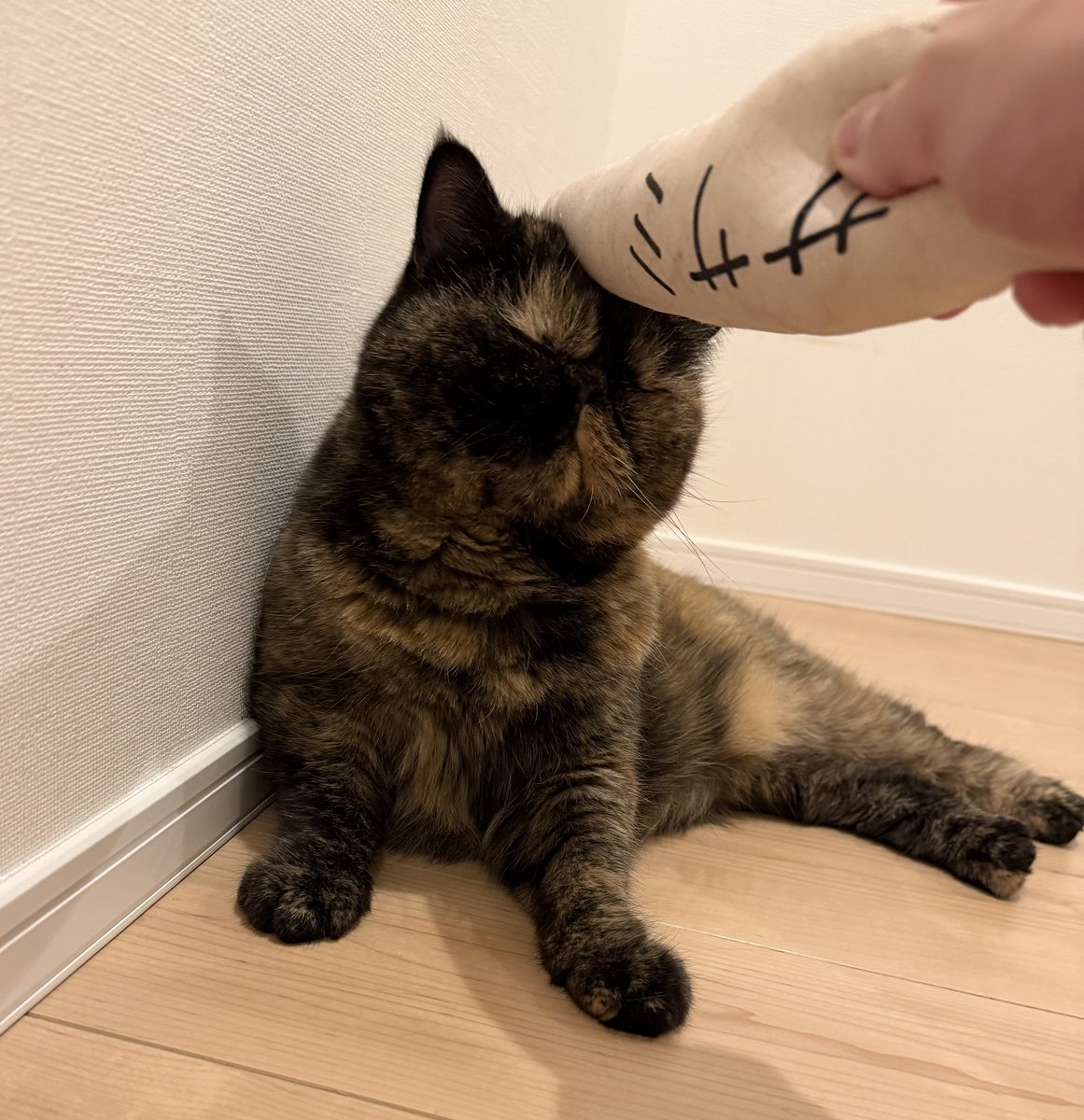 tomo_sa_chi's tweet photo. ササミチョップ🫲
#エキゾチックショートヘア 
#サビエキゾ 
#まんじゅうねこ 
#猫のいる暮らし https://t.co/w6VqXolWvw