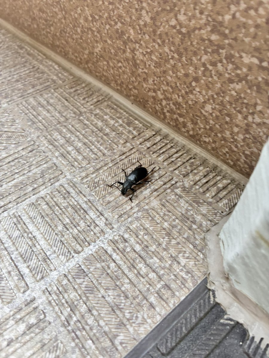 c1_ds's tweet photo. 今朝いたのはゴミムシかな？
あとこの前いた子っぽい、お亡くなりのガが踏まれそうなとこにいたので手すりに乗せました https://t.co/akTJf1qiiY