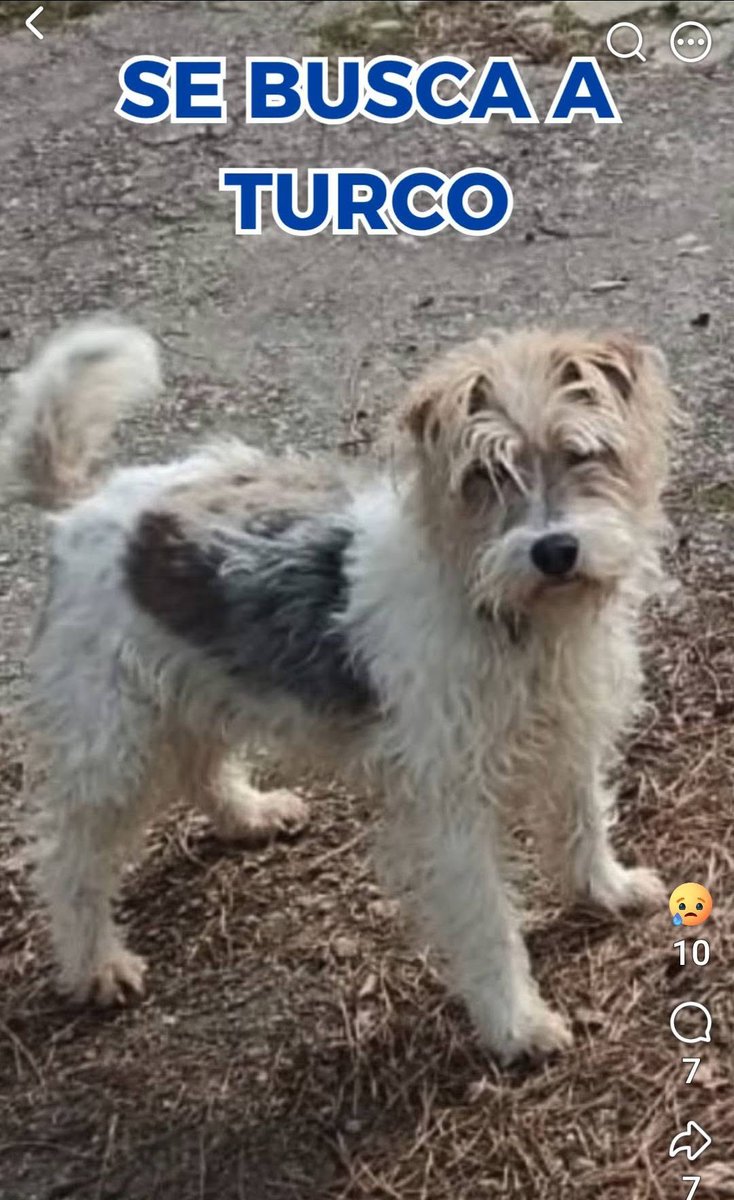 Nuriavg6's tweet photo. #AYUDA #Perros #TURKO #PerroDesaparecido #Desaparecido #Perdido #UrbanizaciónValparaiso #CorralesDelVino #Zamora

Turko es este perrito de las fotos, el más pequeño, el blanco y se perdió en la urbanización Valparaíso, en el municipio de Corrales del Vino, en la provincia de Zamora el 17 de Mayo de 2026, hace poco más de 2 meses. Es macho, tiene 5 años, castrado y es muy sociable, tiene chip. Se ofrece #recompensa Su familiar no para de buscarlo, está destrozada y el otro perrito de la casa no para de aullar llamando a Turko desde que no está en el hogar. Turko es muy noble y confiado, piden por favor que si alguien lo tiene que no le haga daño y que lo devuelva, que no habrá preguntas. Si alguien ve a Turko, por favor llamen al teléfono de contacto 640557457 muchas gracias