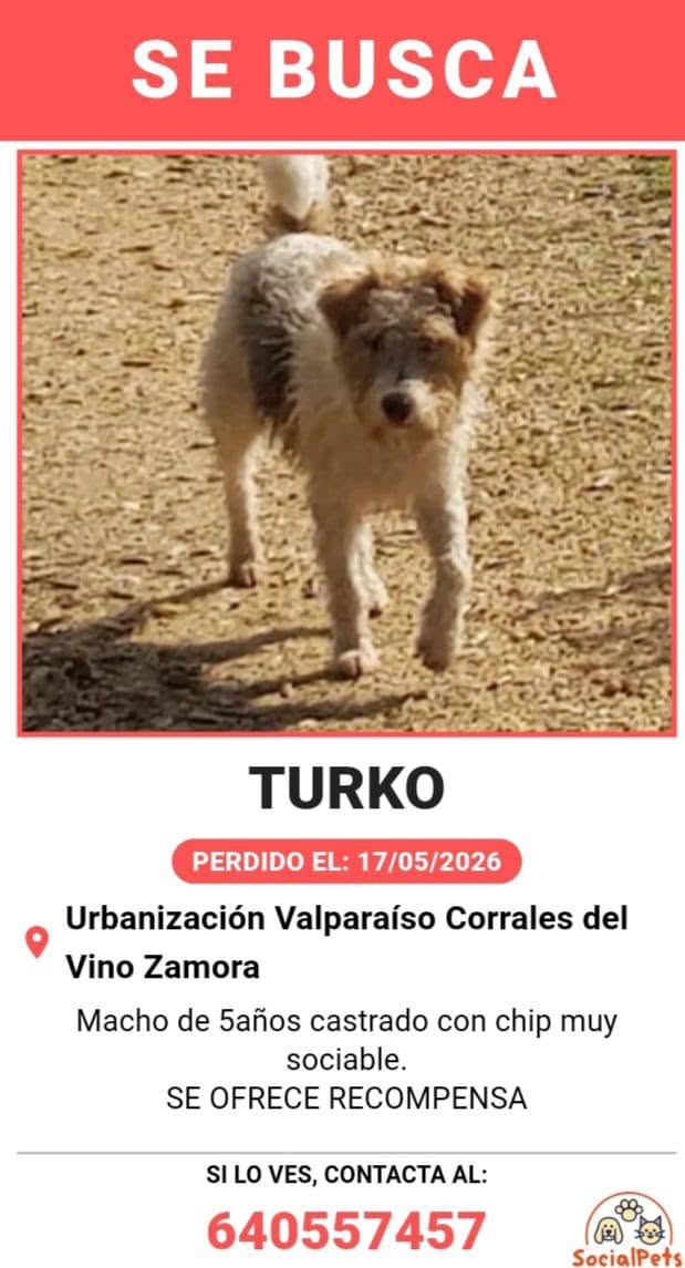 Nuriavg6's tweet photo. #AYUDA #Perros #TURKO #PerroDesaparecido #Desaparecido #Perdido #UrbanizaciónValparaiso #CorralesDelVino #Zamora

Turko es este perrito de las fotos, el más pequeño, el blanco y se perdió en la urbanización Valparaíso, en el municipio de Corrales del Vino, en la provincia de Zamora el 17 de Mayo de 2026, hace poco más de 2 meses. Es macho, tiene 5 años, castrado y es muy sociable, tiene chip. Se ofrece #recompensa Su familiar no para de buscarlo, está destrozada y el otro perrito de la casa no para de aullar llamando a Turko desde que no está en el hogar. Turko es muy noble y confiado, piden por favor que si alguien lo tiene que no le haga daño y que lo devuelva, que no habrá preguntas. Si alguien ve a Turko, por favor llamen al teléfono de contacto 640557457 muchas gracias