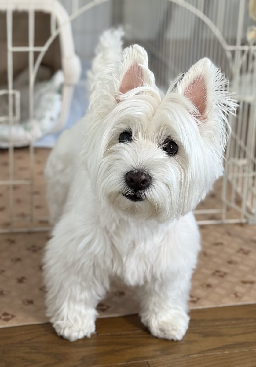 nosuke_7's tweet photo. 何か言いたげな表情だね！🥰 https://t.co/BjmJ9UFLqf