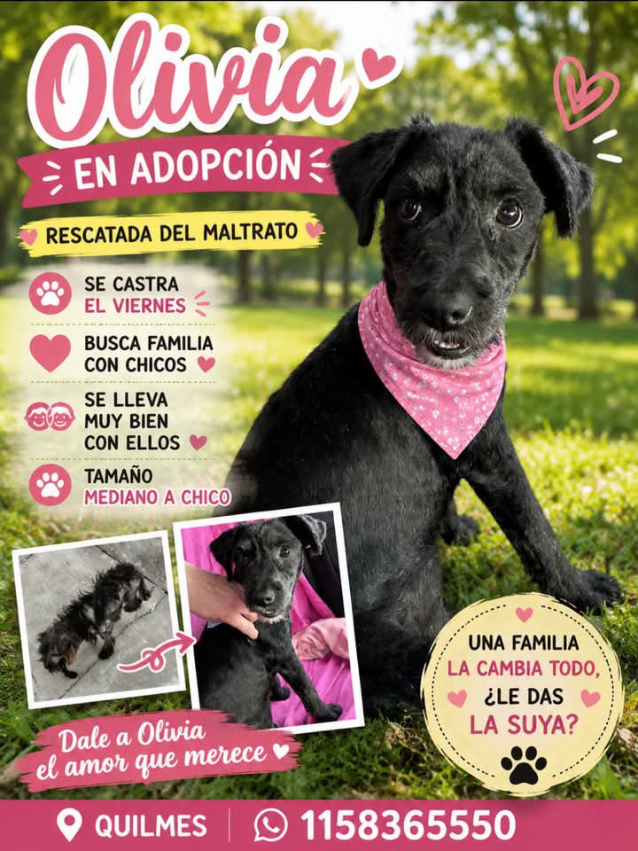 jimenadequilmes's tweet photo. A AYUDAR A OLIVIA, NEGRA HERMOSA, para que PRONTO ENCUENTRE UNA CASITA, EL CUIDADO RESPONSABLE Y EL AMOR DE UNA FAMILIA!!!🖤🙏😉💞🏡💓💖 Desde ya, muchas gracias!!!🐶🤗❤️ #Quilmes #Adopción #AdoptaNoCompres #AdoptarSalvaVidas https://t.co/fiogA0tck2