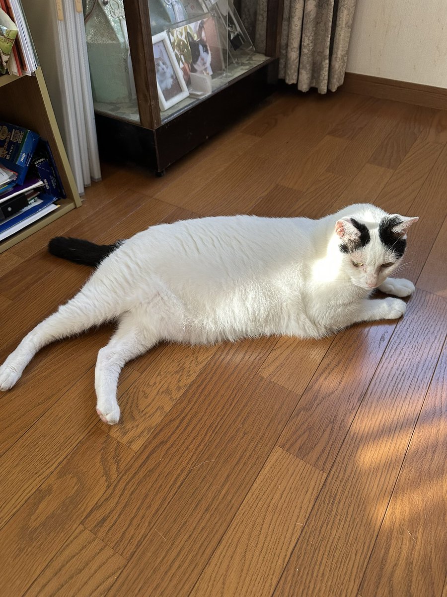 nekotap's tweet photo. おはようございます🐱 https://t.co/j8zAjRoqwi