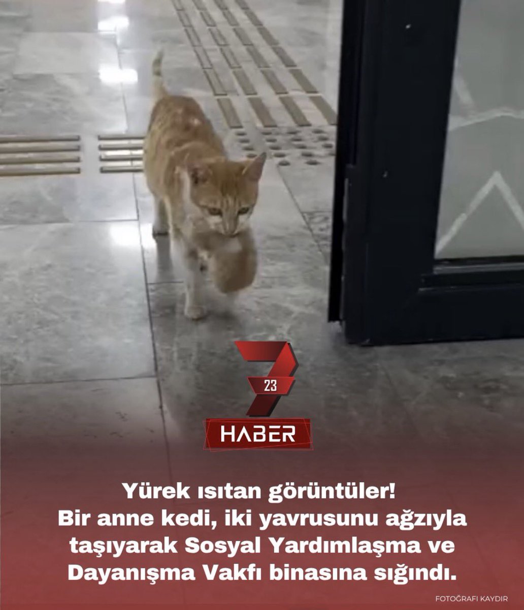 sydvcalisanlari's tweet photo. 🐾 Bazen kapısını çalan sadece insanlar olmaz…
🤝 Yardıma ihtiyaç duyulan her yerde
#SYDV #SYDVÇalışanları #Dayanışma #Merhamet
“Paylaşım için teşekkür ederiz”@Yedi23haber https://t.co/qoYdwh9ZtS