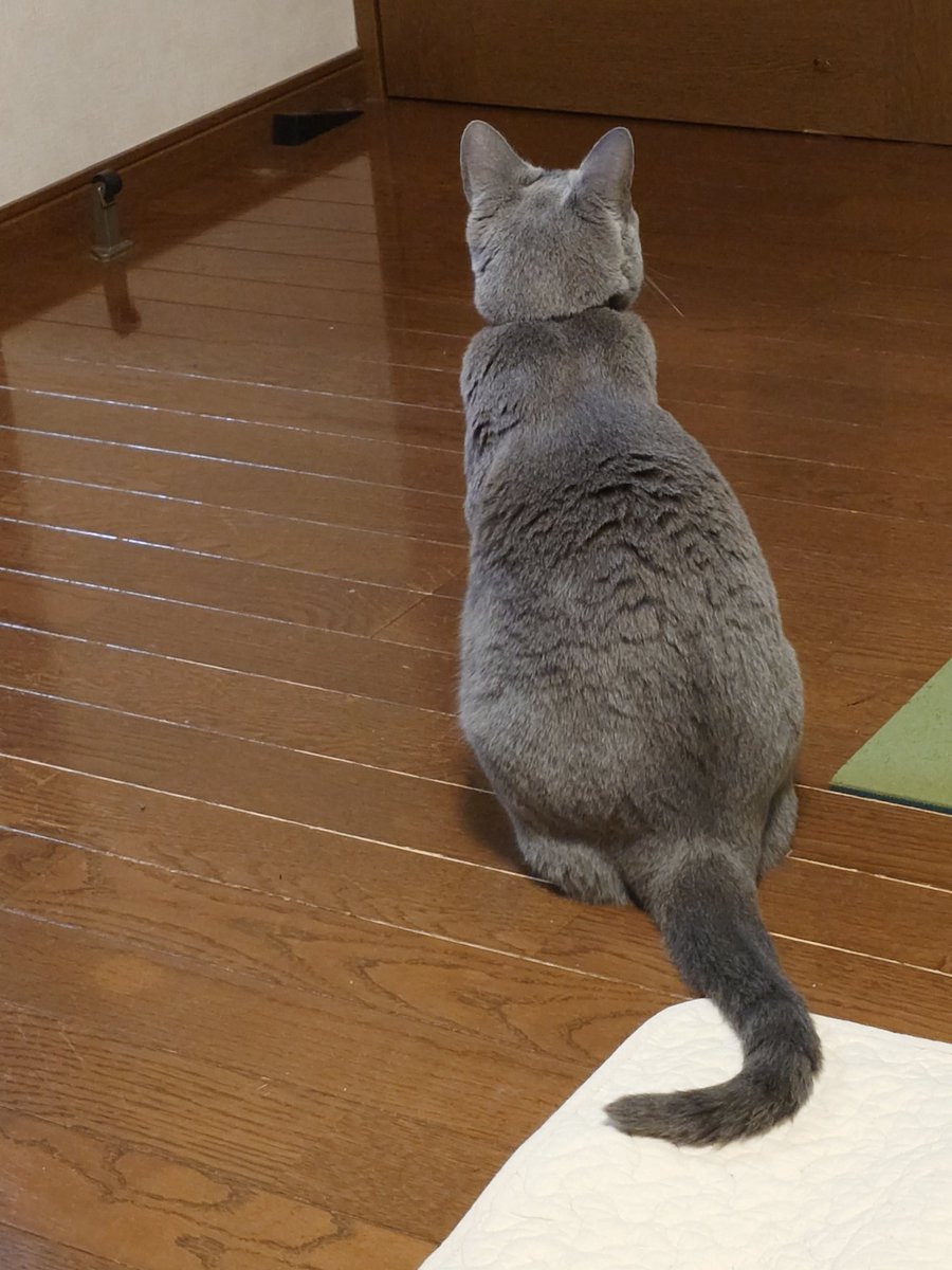 56jonjoe's tweet photo. #猫のいる暮らし https://t.co/agD1KoVCDp