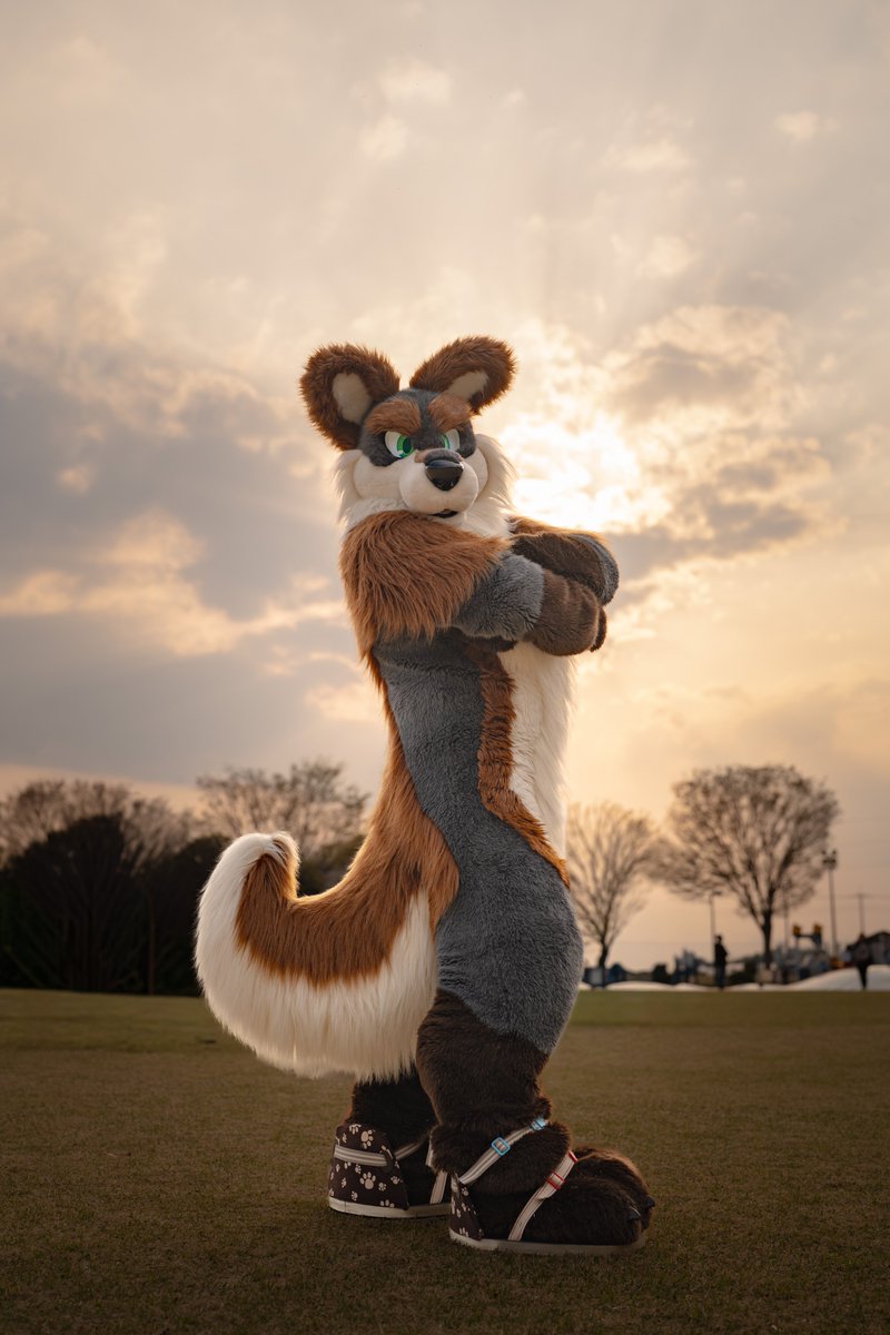 naru_bear3's tweet photo. おはよー！！尻尾の調子もピカイチ！今日頑張っちゃおーう！🦊✨️
📸:@avacuncun 
#FursuitFriday https://t.co/0cbmtMgWOm