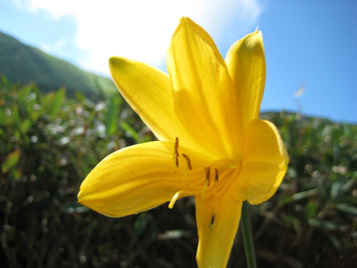 nakaco_dx's tweet photo. 夏の白山。

#ニッコウキスゲ
#白山
#花の山
#キリトリセカイ https://t.co/L1FdqnRPwt