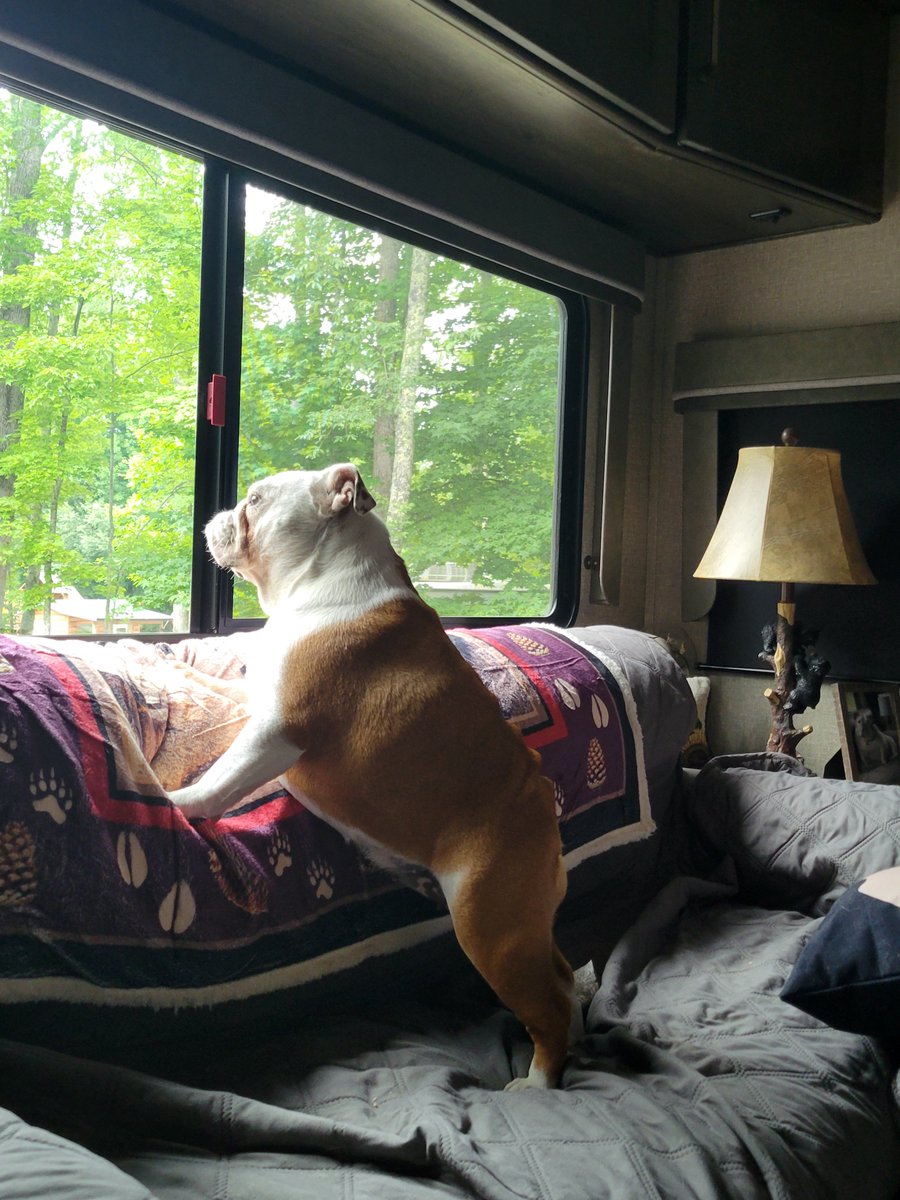 Biscuitcamping's tweet photo. 👀 Someone spotted mommy pulling up with a mystery box, and my nose already knows something's different.

Currently doing my best "patiently waiting by the window" pose while she carries it in. New food, taste test incoming and if I give it my paw of approval, it stays in the Rv. https://t.co/ORnNAO9FKd