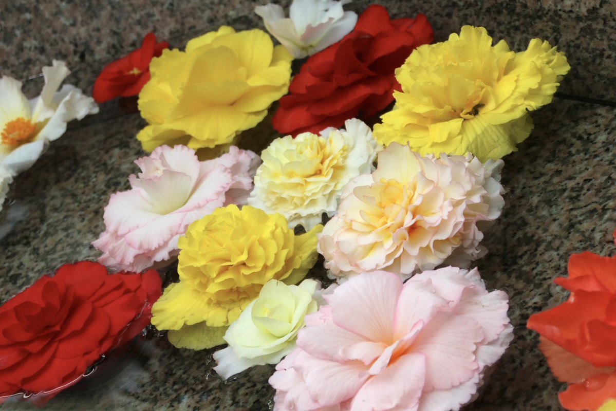 hashibayukiko's tweet photo. 神代植物公園🌺大温室 ベゴニア室にて

#TLを花でいっぱいにしよう
#ファインダー越しの私の世界 https://t.co/HYQSZyCSqk